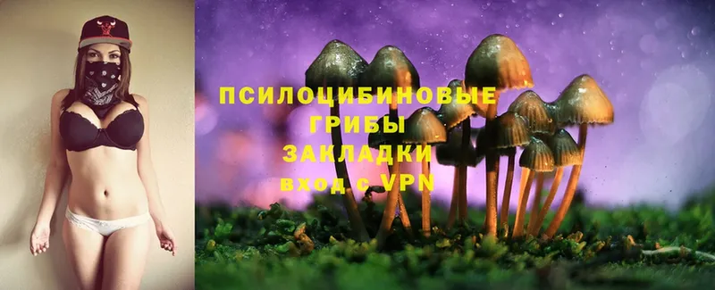 MEGA онион  Жиздра  Галлюциногенные грибы Psilocybine cubensis 